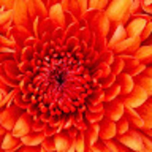 Meet your Posher, Latisha